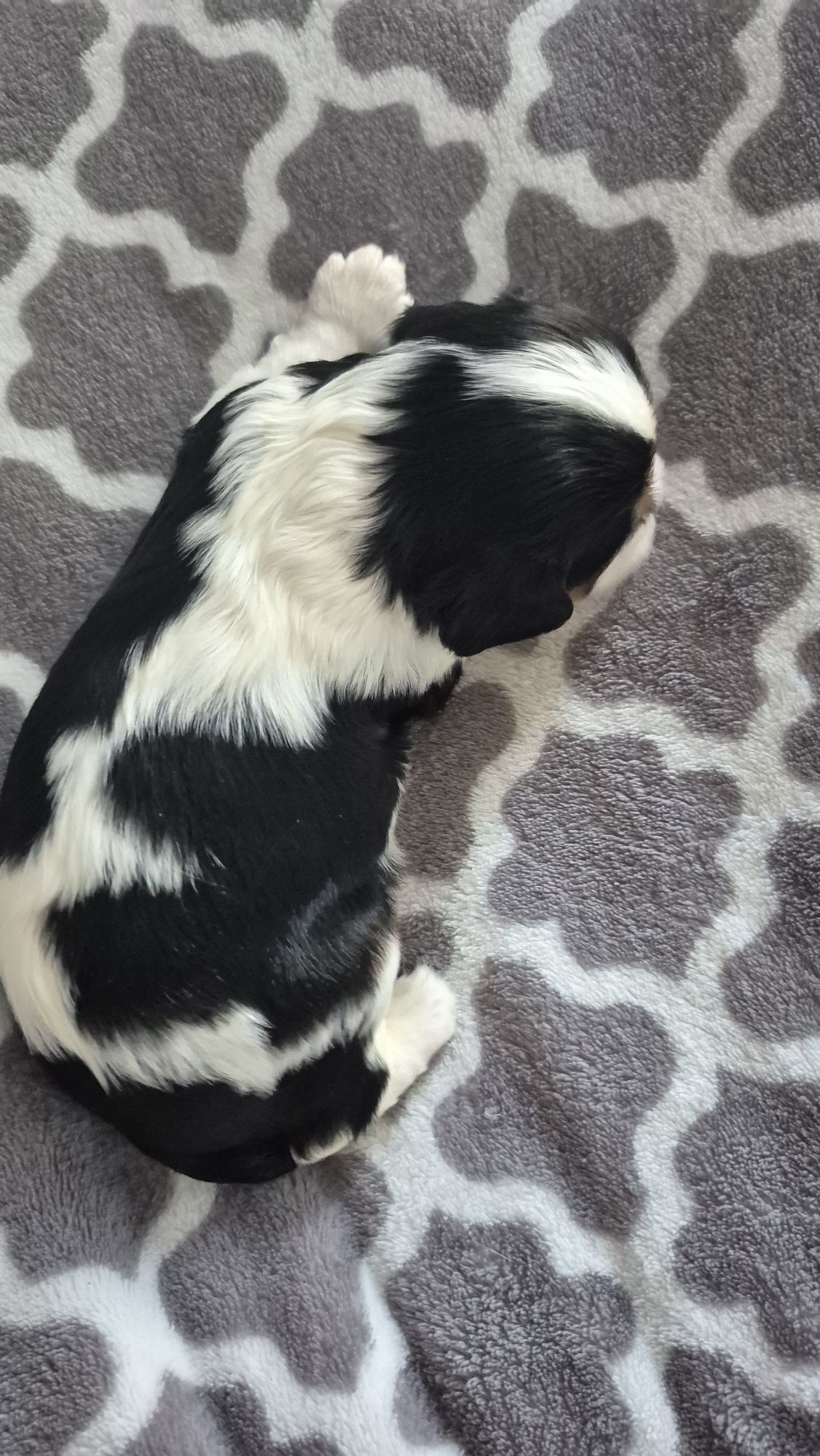 Sunia Cavalier King Charles Spaniel badania genetyczne