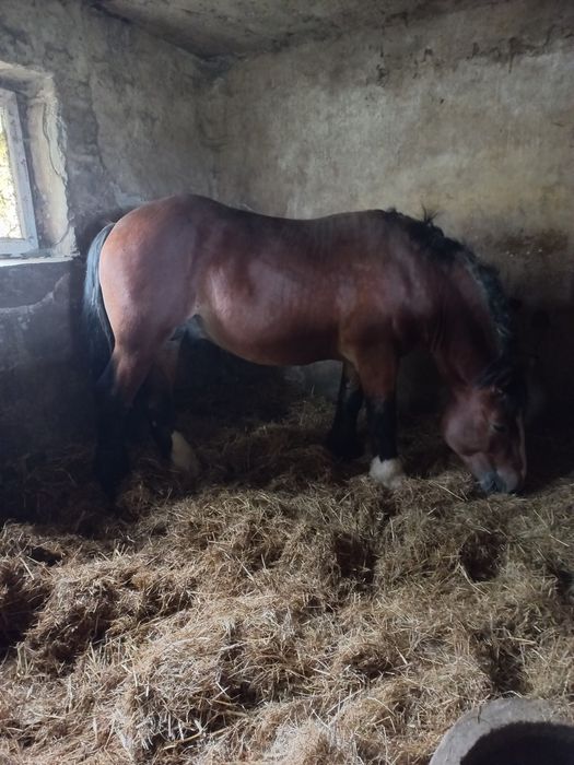 Ogier 2 letni kandydat na wiosenną aukcję