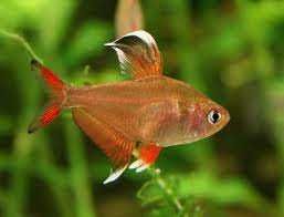 Bystrzyk ornatus, cytrynowy barwny tylko 5 zł