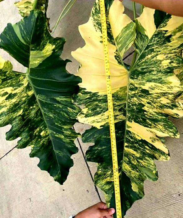 Филодендрон Philodendron Williamsii variegated Сингониум Монстера