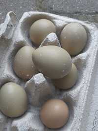 Jaja , jajka lęgowe