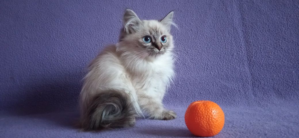 Невские Маскарадные котята с родословной