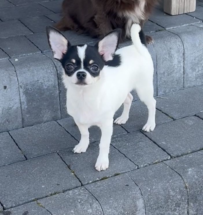 Chihuahua krótkowłosy ZKwP/ FCI