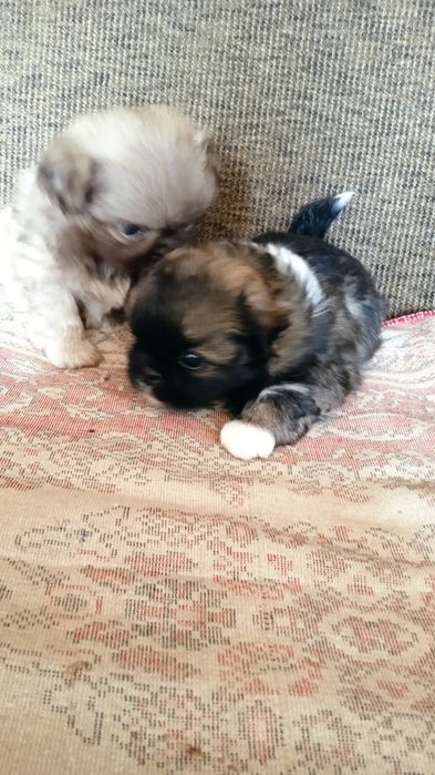 Домашні   пекінеси.