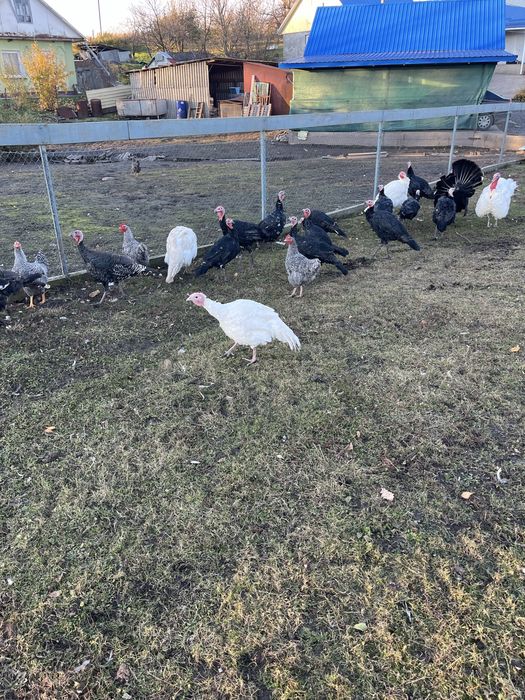 індики породисті