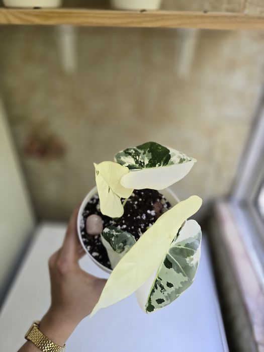 Alocasia Frydek Variagata