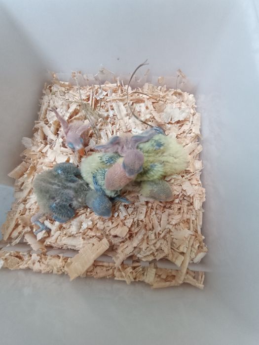 agapones para degnosticar o ja degnosticados