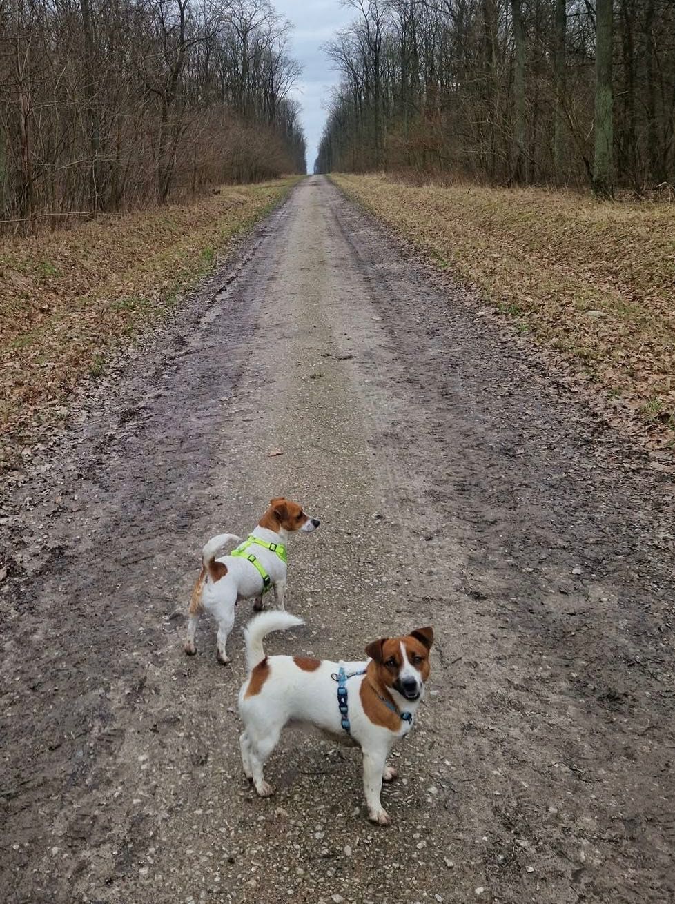 Jack Russell Terrier piesek Axel