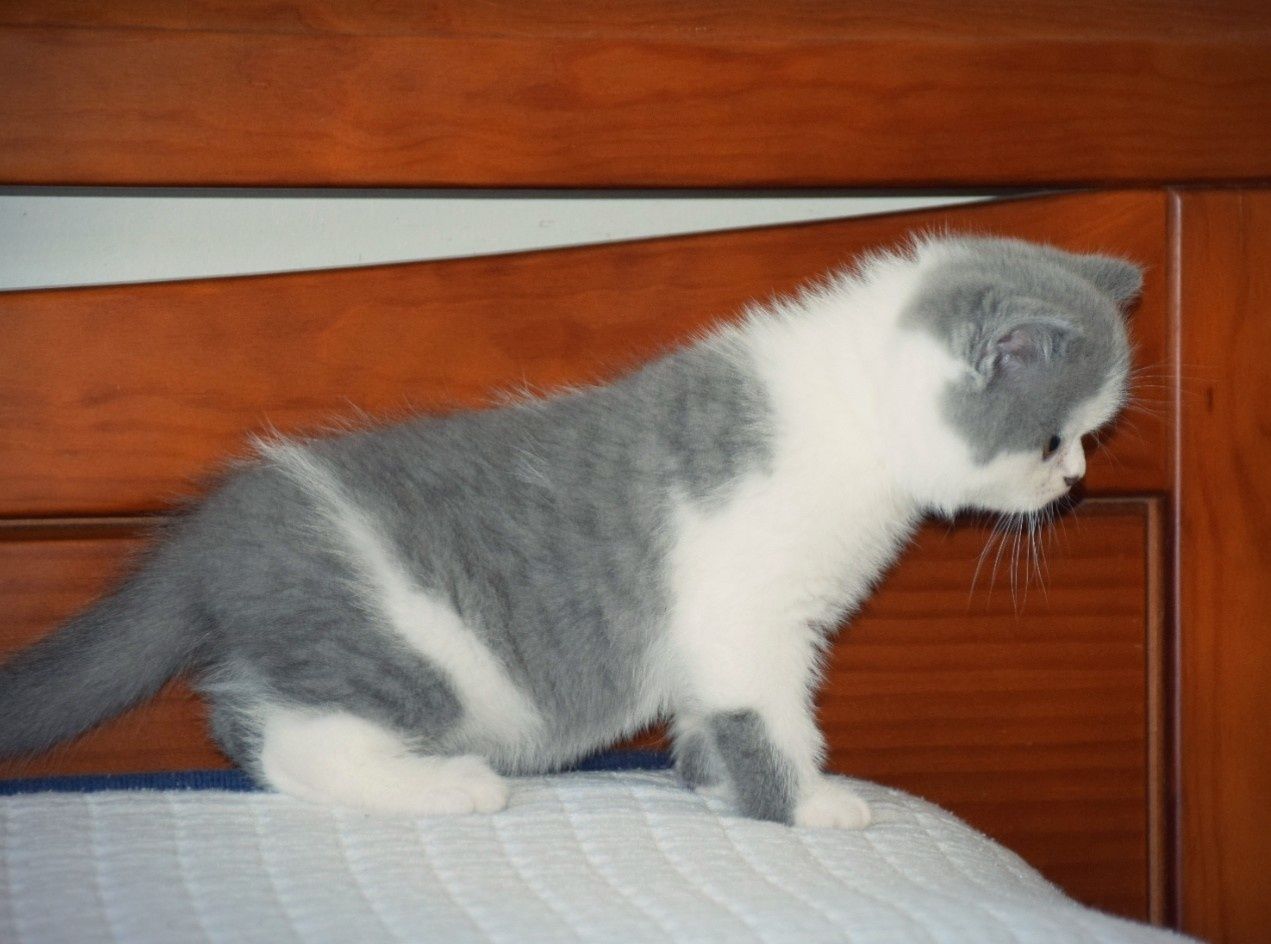 Scottish Bicolor Straight