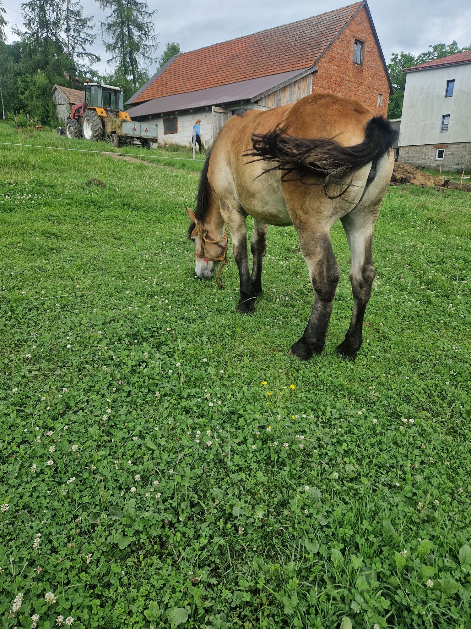 Klacz zimnokrwista typ sztum