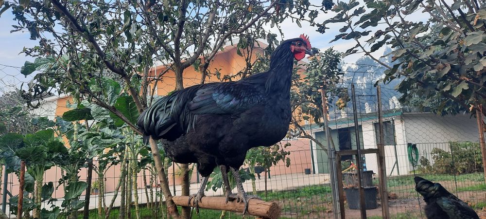 Galo Jersey Gigante  Negro