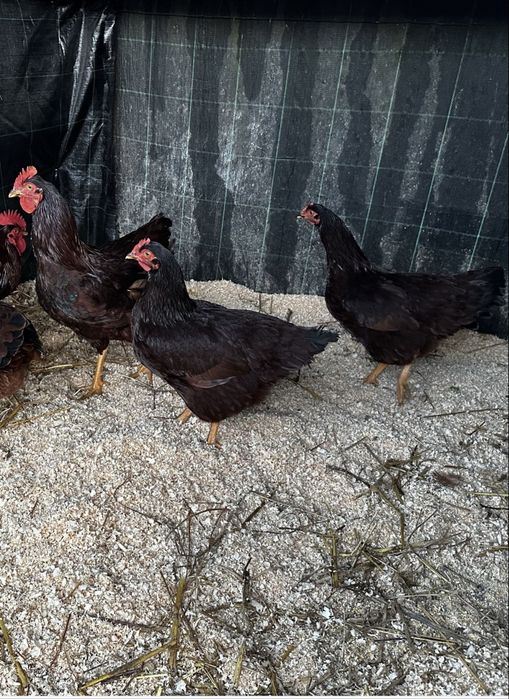 Rhode island red ovos