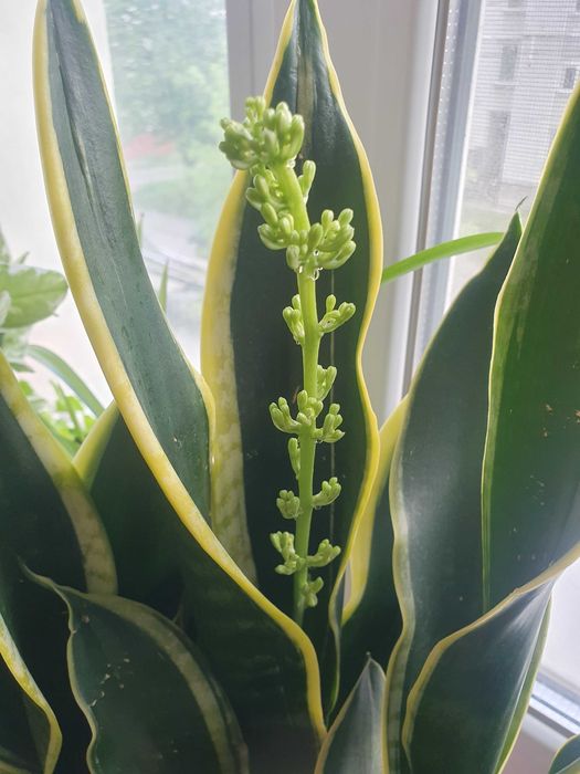 Квітуча сансевієрія з жовтим обідком. Кімнатні рослини