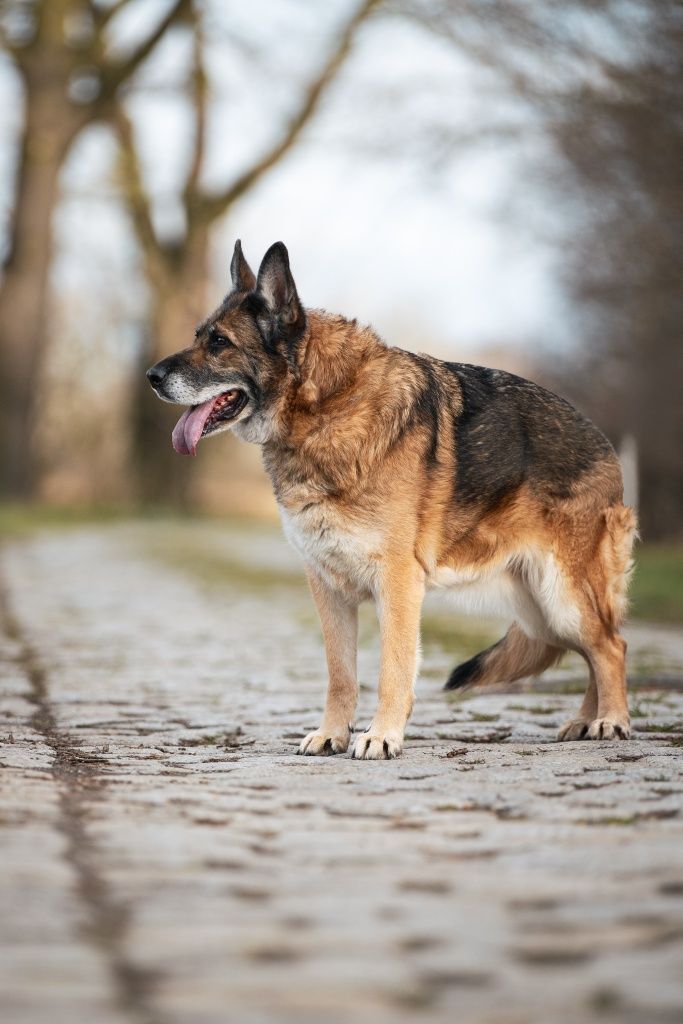 Lara w typie Owczarka niemieckiego do adopcji!