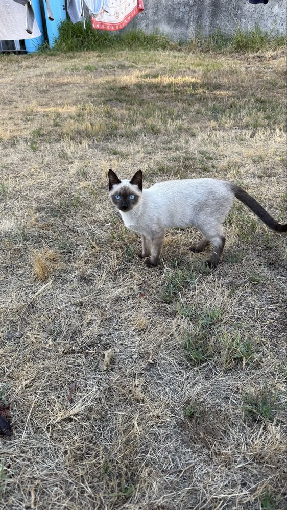 Da-se gatinha muito meiga