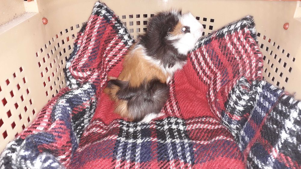 Морська свинка,  розетка