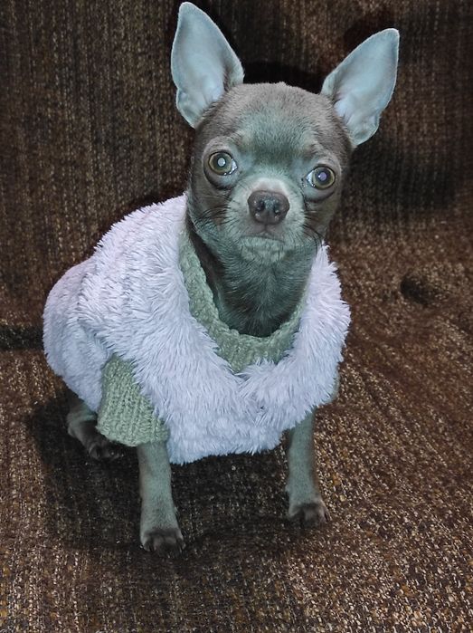 Чихуа лиловый кавалер