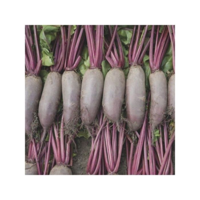 Buraczek czerwony podłużny