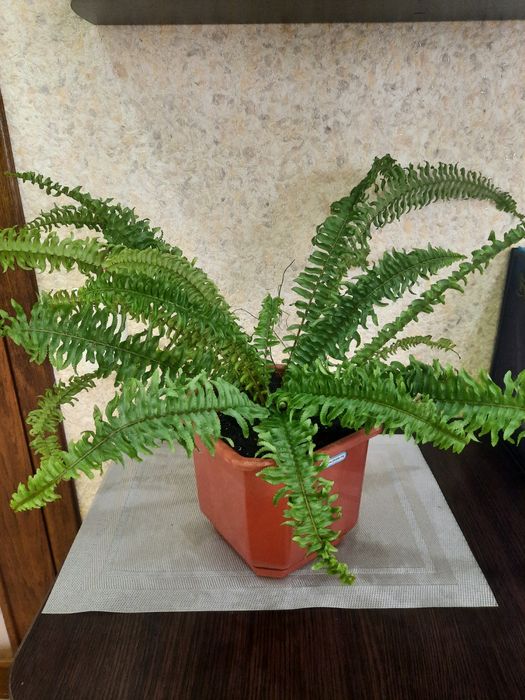 Папоротник нефролепис