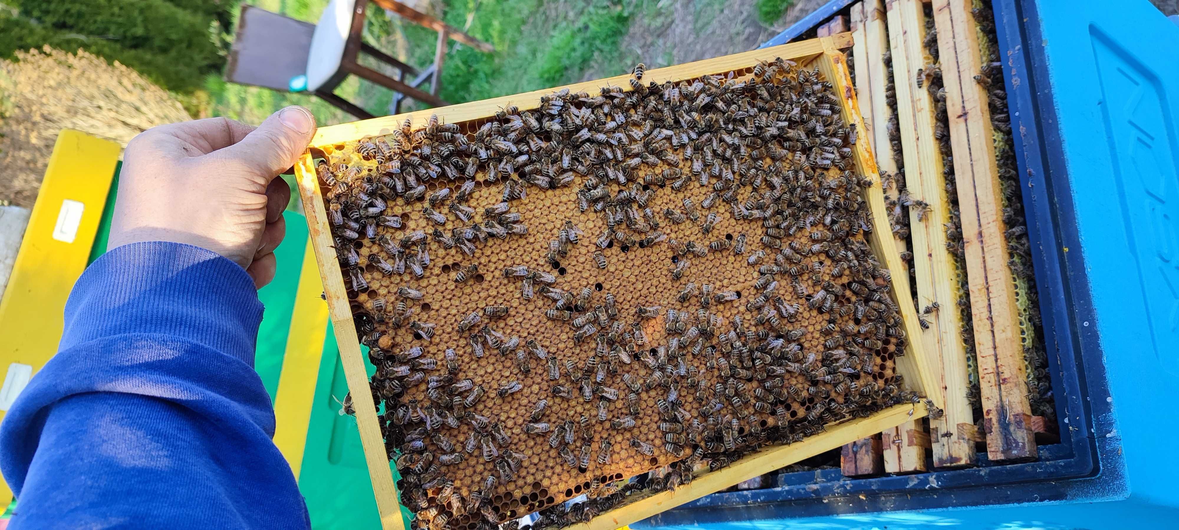 ODKŁADY Pszczele ‒ Ramka WIELKOPOLSKA ‒ Rezerwacje ‒ Pasieka PRADAWNA®