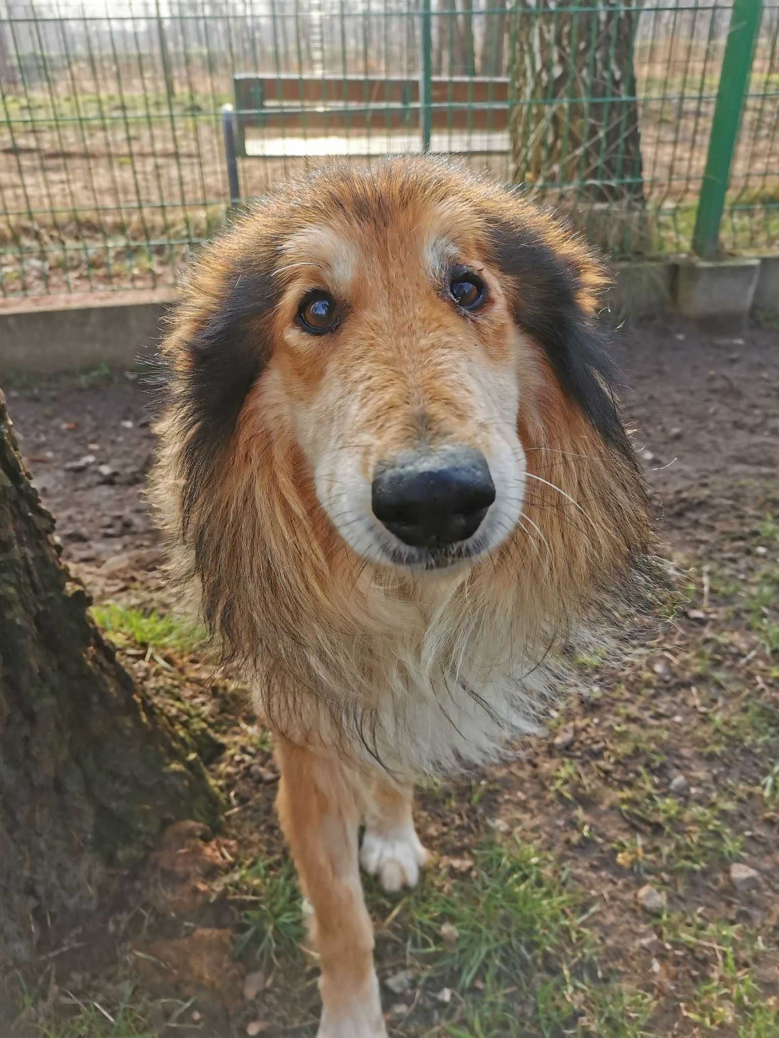 Marcel 10 letni pies w typie owczarka szkockiego - schronisko