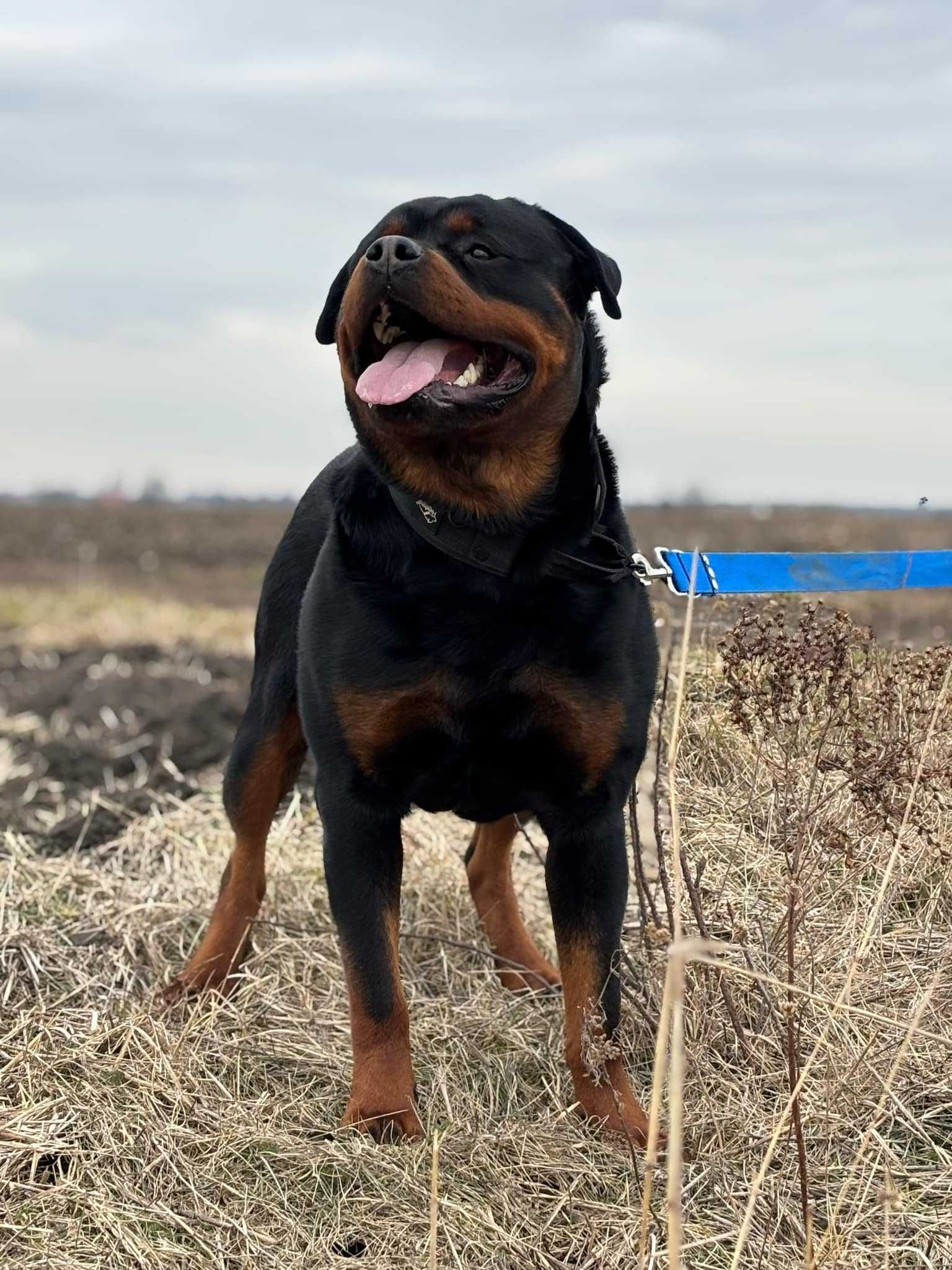 Cooper w typie rottweiler młodziak, typowy przedstawiciel swojej rasy