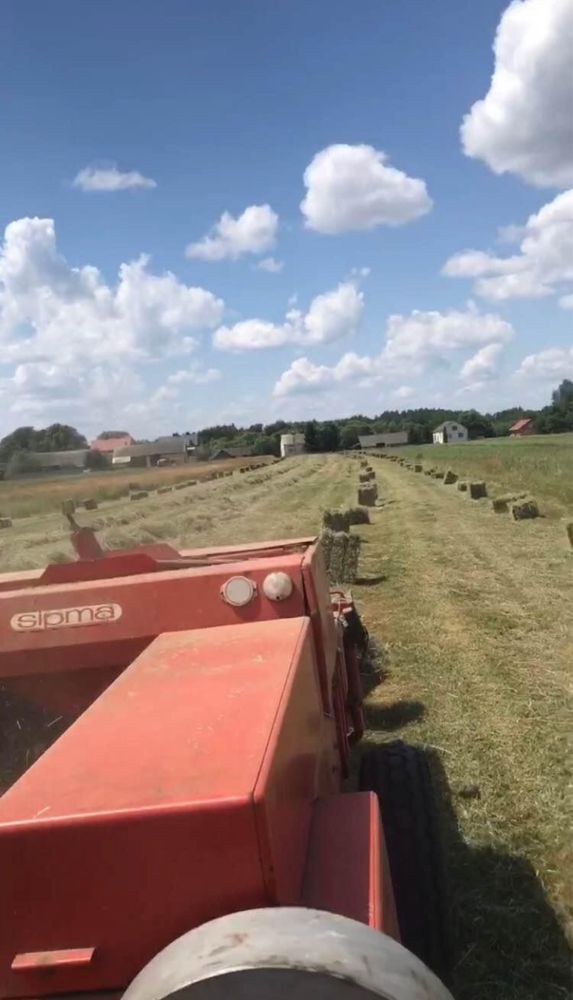 Siano kostka, zbiór 2024, 1 poks