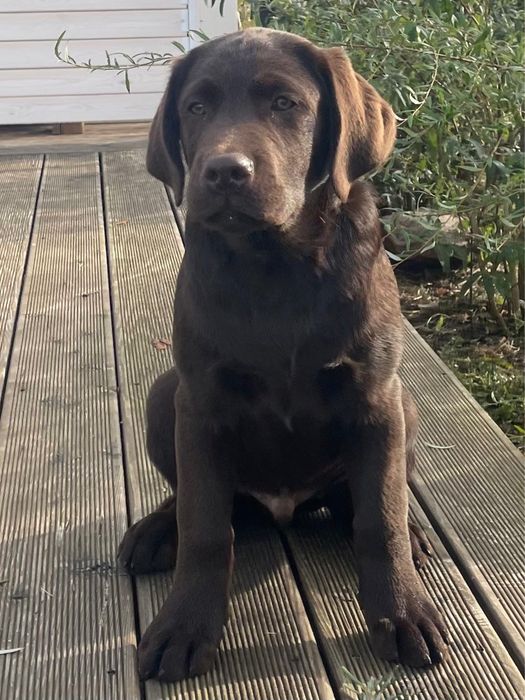 NAJNOWSZA CENA!!! Labrador Retriever czekoladowy szczenię.