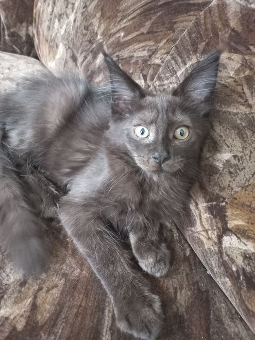 Śliczny czarny kocurek MCO