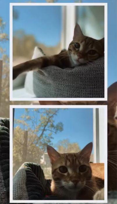 Віддам котика в добрі руки