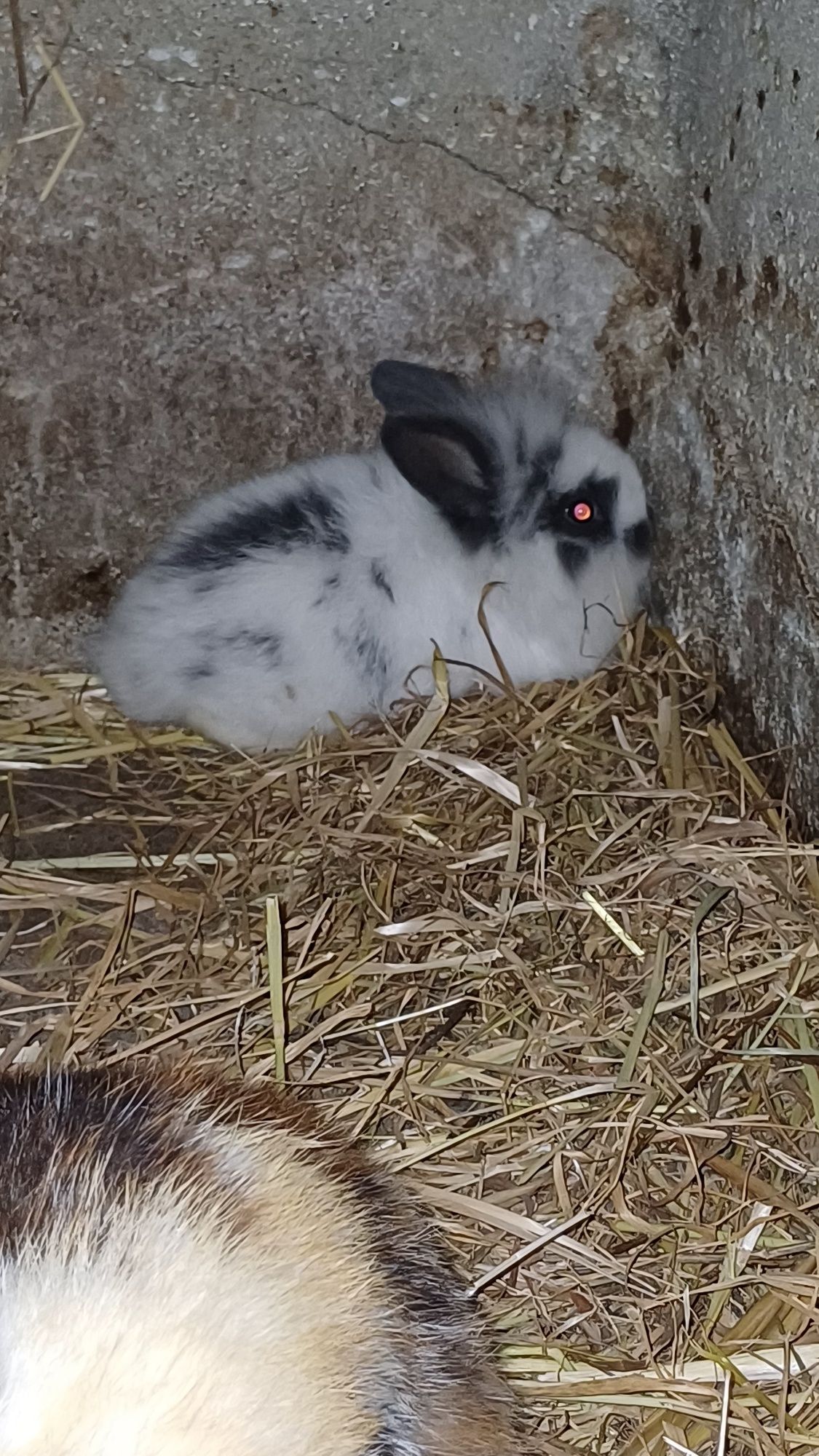 Animais de estimação