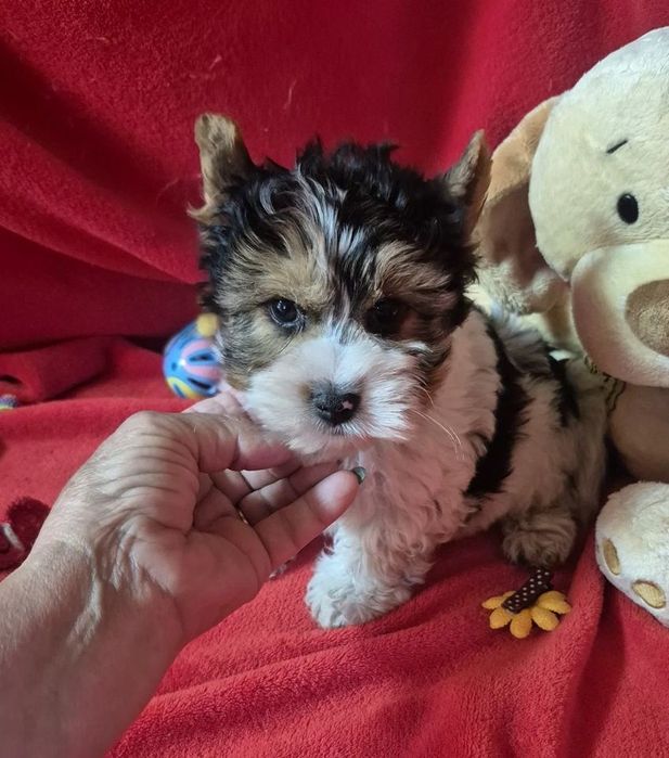 Biewer Terrier Macho  Criadora Registada PT 3088 FL