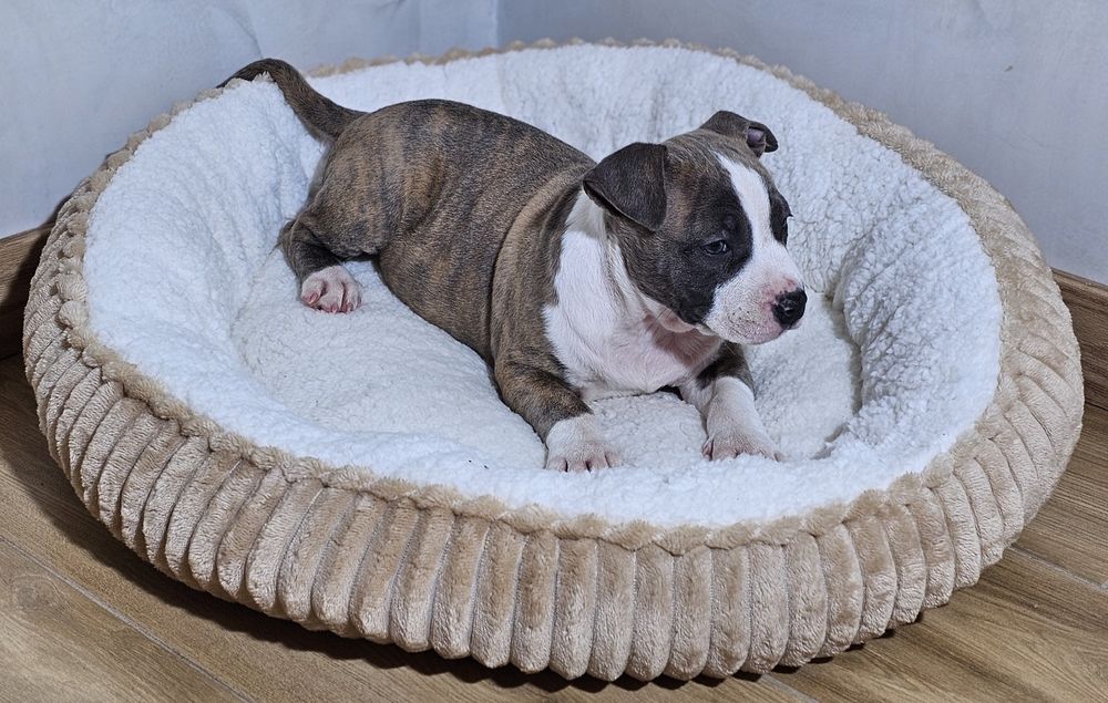 Pregowany piesek amstaff