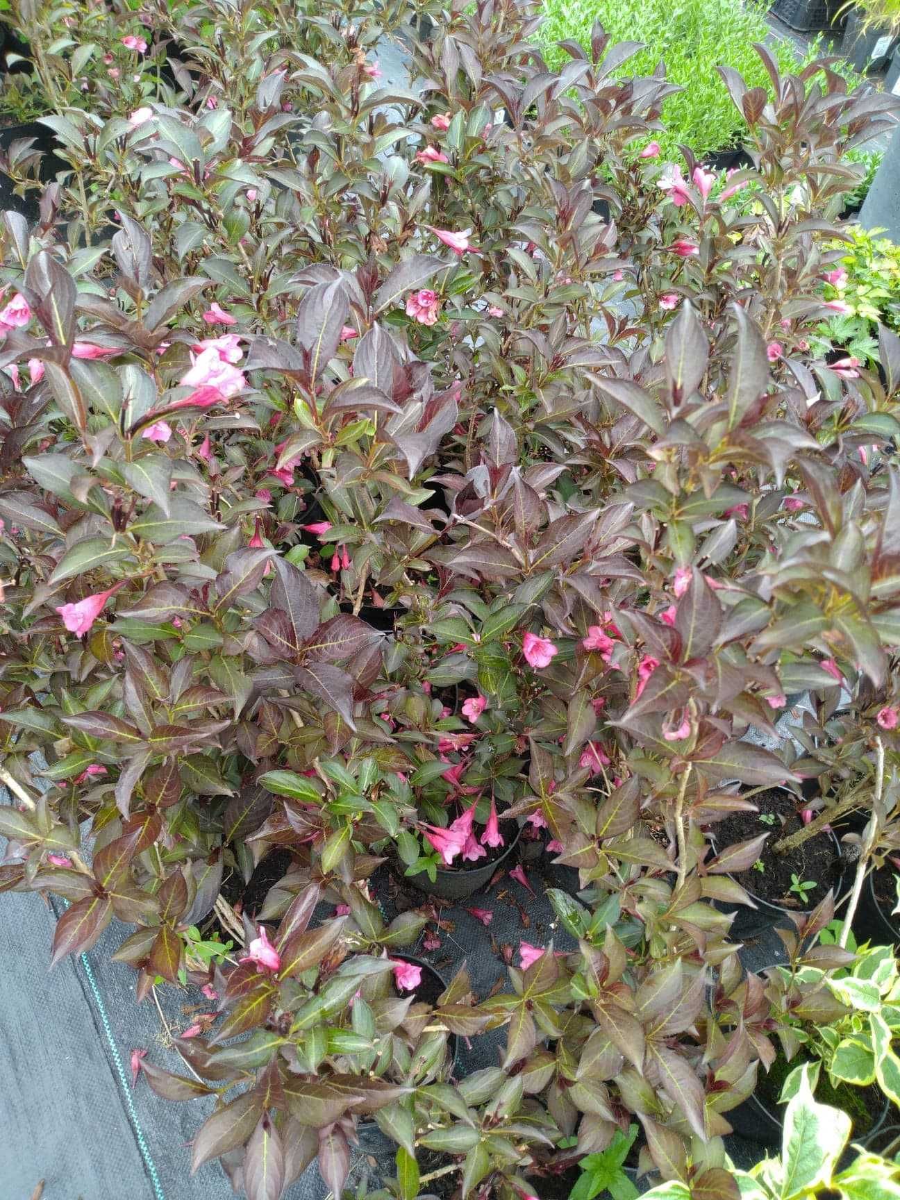 weigela krzewuszka, candida , nana purpurea, variegata, marjorie