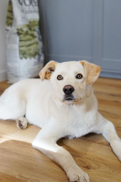 Cudowny Aki szuka domu