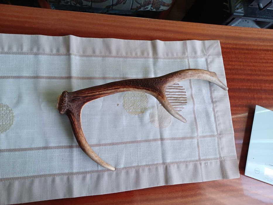Poroże jelenia 0,45 kg Zrzut uszkodzony
