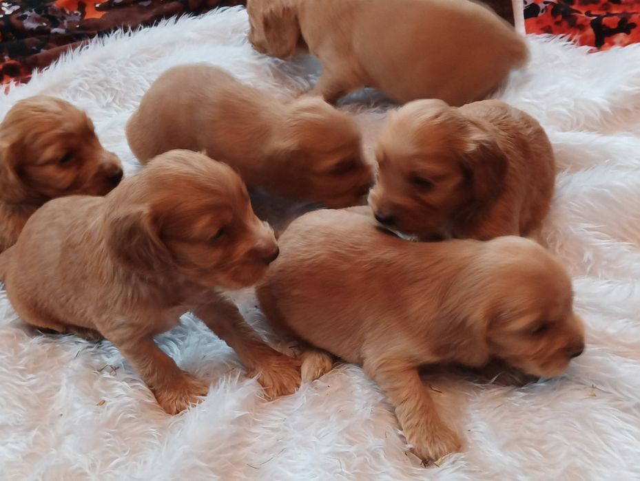 Witam mam do sprzedania piękne pieski Cocker spaniel
