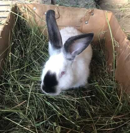 Кролики, Каліфорнія