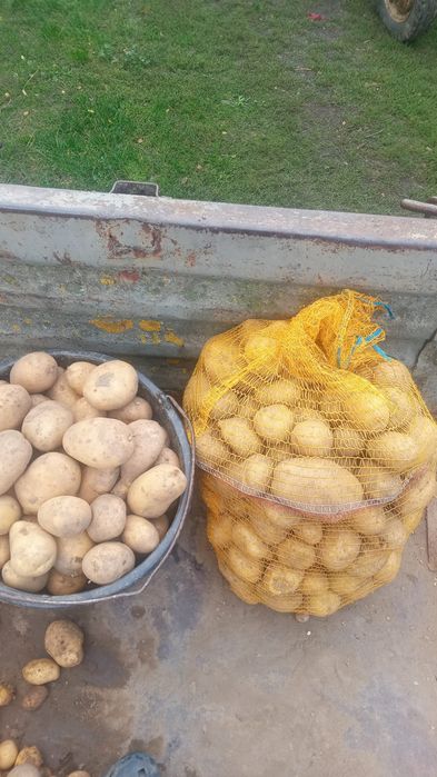 Ekologiczne ziemniaki z własnego gospodarstwa