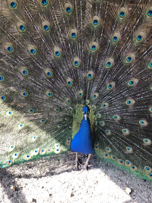 Продам перо павлина