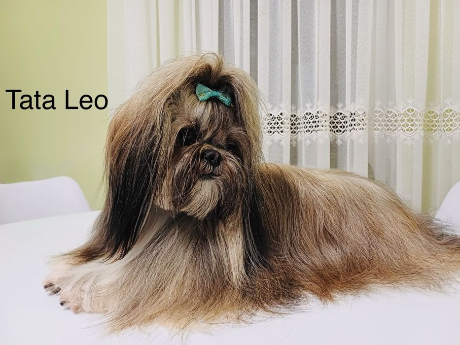 Shih tzu uroczy piesek w skarpetkach