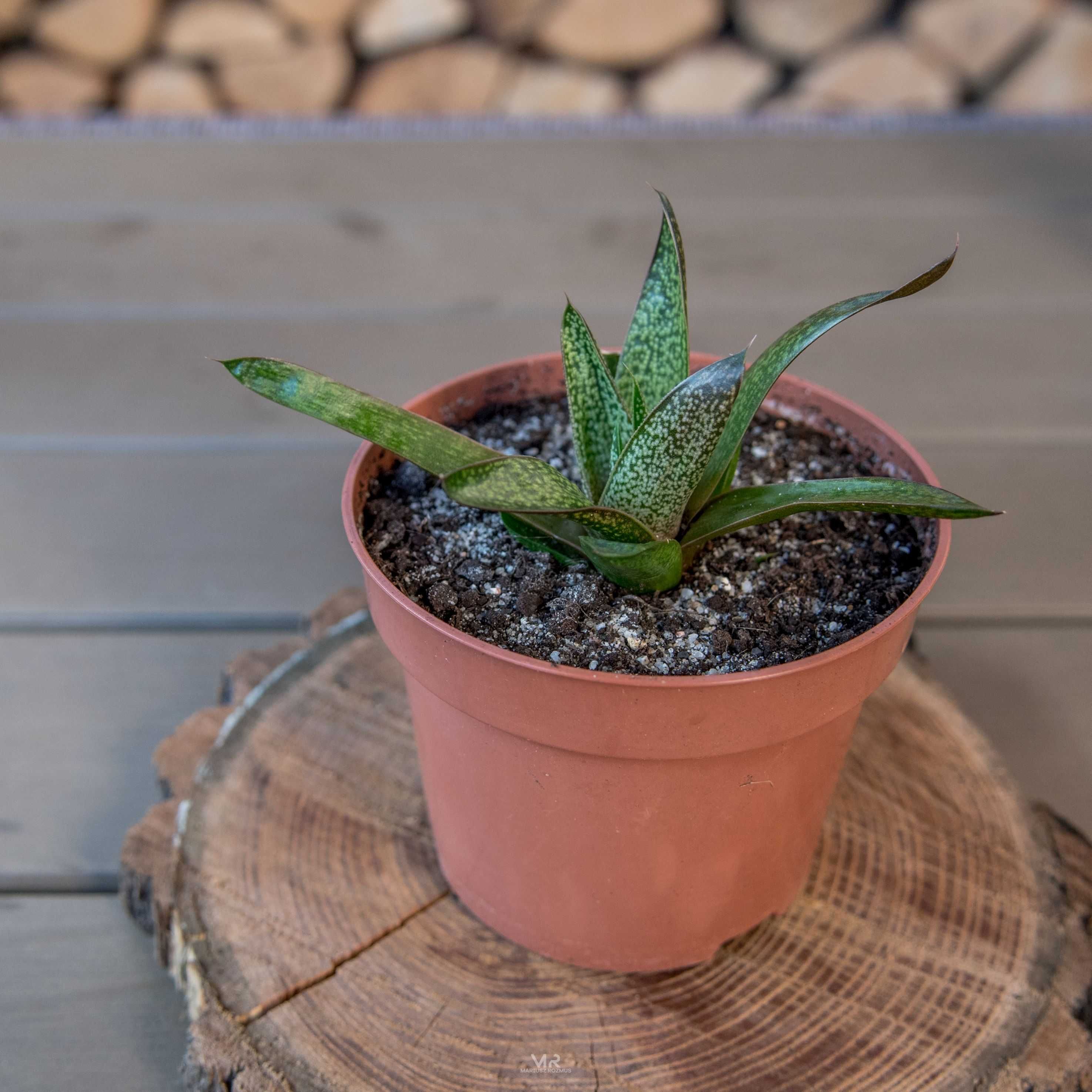 Kwiat Gasteria sukulent