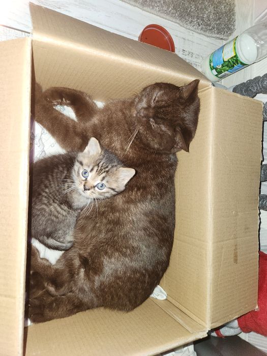 Британська прямовуха