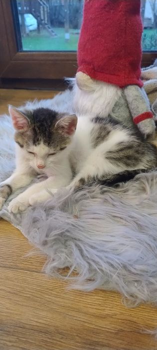 Oddam kotka w dobre ręce