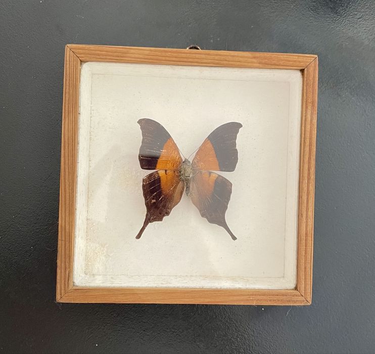 Motyl Nymphalidae z Ameryki Poludniowej w ramce w gablotce