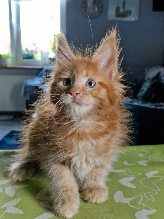 Maine Coon kocięta kotka do hodowli