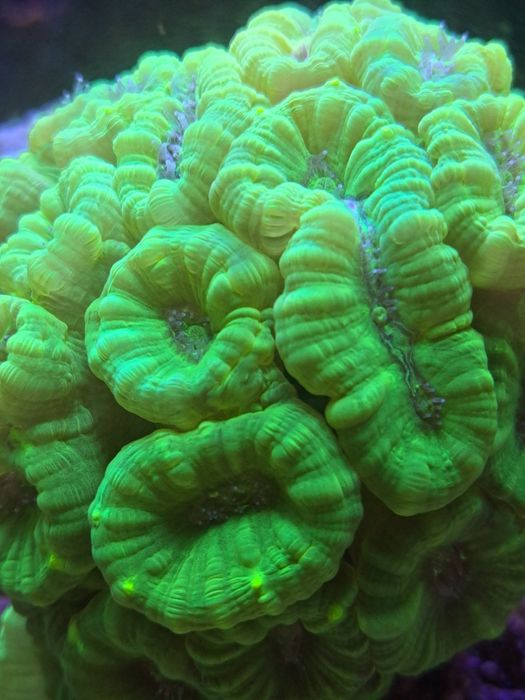 Caulastrea fluo koralowiec morskie