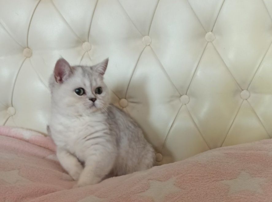 Кіт срібна шиншила