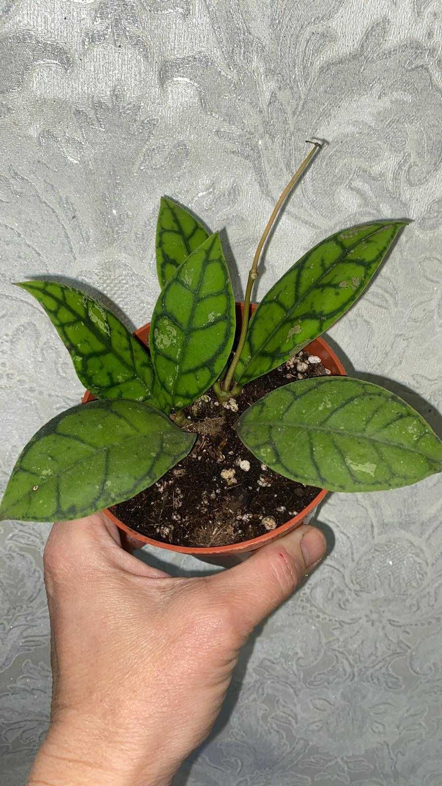 Hoya Callistophylla ( Хойя калистофилла )