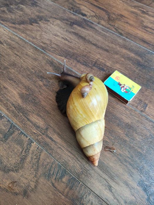 Продаю класних домашніх тварин - равликів Ахатина